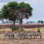 Dar es salaam: 2-Days mikumi national park safari by Train - Day 1: From Dar es Salaam to Mikumi – Scenic Ride and Wildlife Encounters