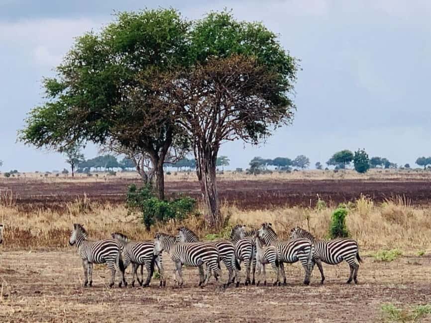 Dar es salaam: 2-Days mikumi national park safari by Train - Day 1: From Dar es Salaam to Mikumi – Scenic Ride and Wildlife Encounters