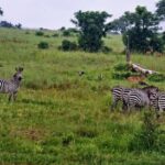 Dar es Salaam: 3-Day Mikumi National Park Safari with Meals - What’s Included and Excluded