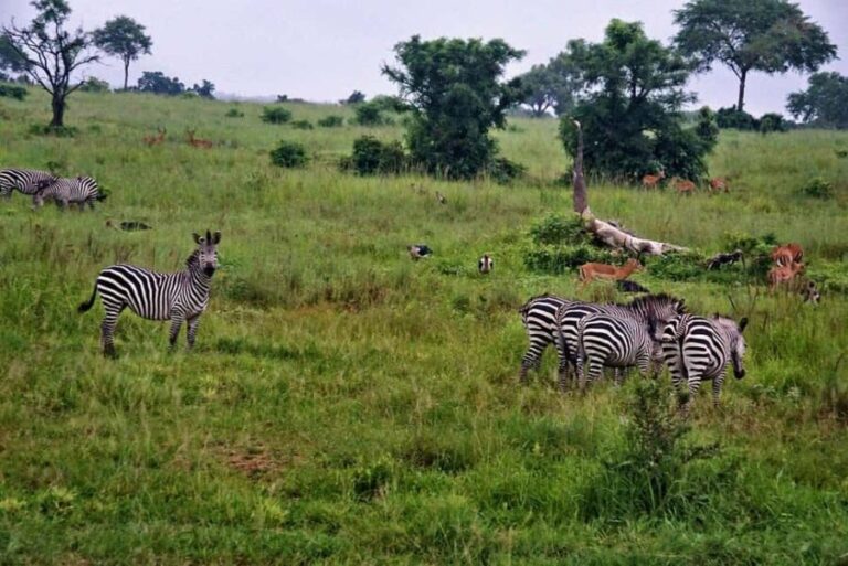 Dar es Salaam: 3-Day Mikumi National Park Safari with Meals - What’s Included and Excluded