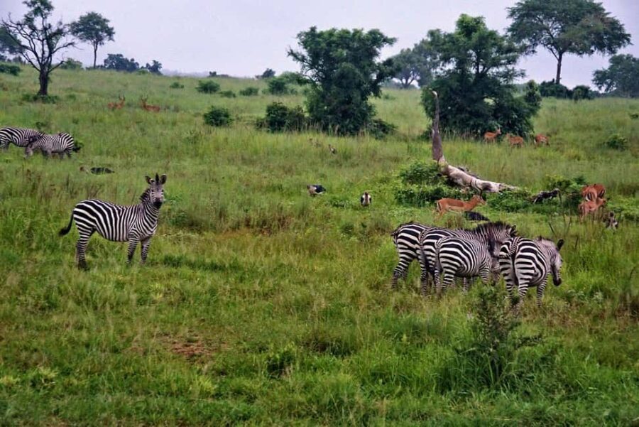 Dar es Salaam: 3-Day Mikumi National Park Safari with Meals - What’s Included and Excluded