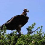 Dar es Salaam: 3-day tour,Mikumi NP, Maasai and Chizua Falls - Detailed Breakdown of the Itinerary