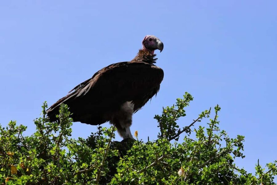 Dar es Salaam: 3-day tour,Mikumi NP, Maasai and Chizua Falls - Detailed Breakdown of the Itinerary