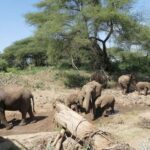 Dar es Salaam: 5-Day Mikumi & Nyerere National Park Safari - What Sets This Tour Apart