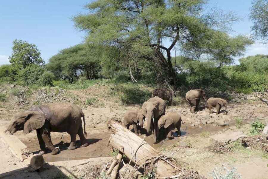 Dar es Salaam: 5-Day Mikumi & Nyerere National Park Safari - What Sets This Tour Apart