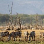 Dar es Salaam: 5-Day Selous and Mikumi National Park Tour - Final Thoughts: Who Will Love This Safari?