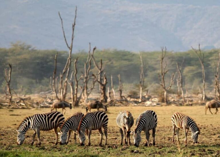 Dar es Salaam: 5-Day Selous and Mikumi National Park Tour - Final Thoughts: Who Will Love This Safari?