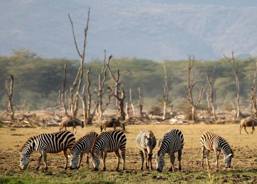 Dar es Salaam: 5-Day Selous and Mikumi National Park Tour - Final Thoughts: Who Will Love This Safari?