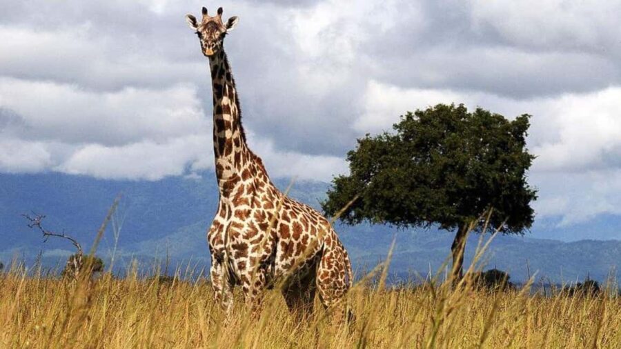 Dar es Salaam: 5-Day Southern Safari Escape - Day 2: River Safari in Nyerere