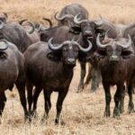 Dar es Salaam: 6-Day Ruaha & Mikumi National Park Safari - Transportation & Accommodation