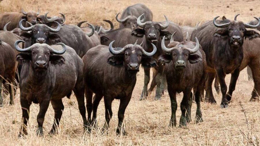 Dar es Salaam: 6-Day Ruaha & Mikumi National Park Safari - Transportation & Accommodation