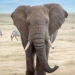 Dar es Salaam: City tour - Why this tour offers great value