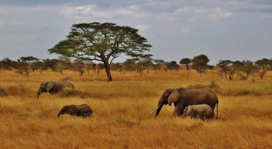 Dar es Salaam: Day Trip to Mikumi National Park - Why This Tour Works Well