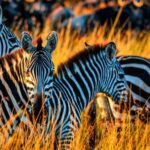 Dar es Salaam: Mikumi National Park 2-Day Train Tour - Why the Train Adds Value