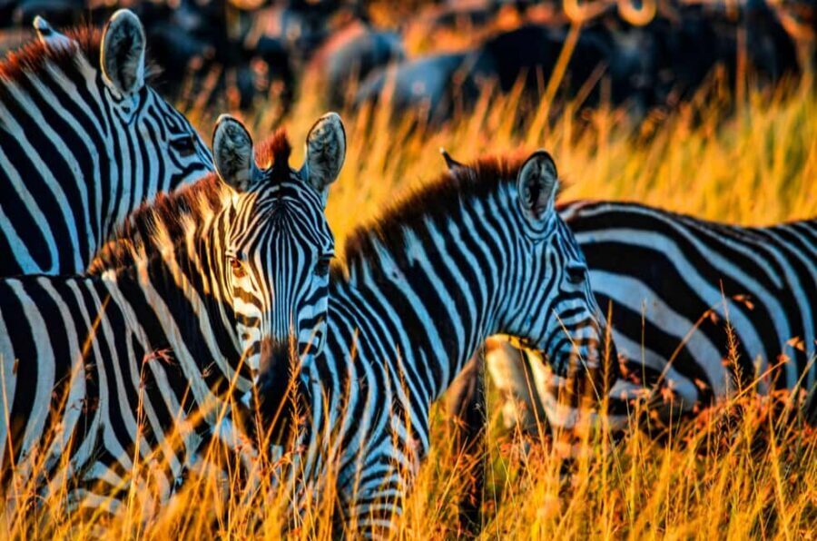 Dar es Salaam: Mikumi National Park 2-Day Train Tour - Why the Train Adds Value