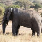 Dar es Salaam: Mikumi National Park 3-Day Safari by Train - Detailed Day-by-Day Breakdown