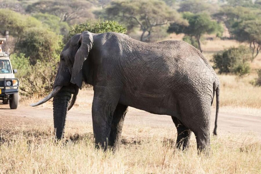 Dar es Salaam: Mikumi National Park 3-Day Safari by Train - Detailed Day-by-Day Breakdown