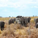 Dar es Salaam: Mikumi National Park 3-Day Safari Tour - The Sum Up