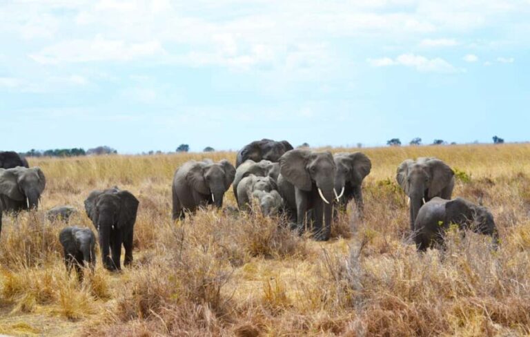Dar es Salaam: Mikumi National Park 3-Day Safari Tour - The Sum Up