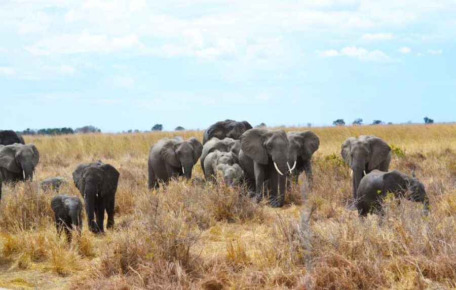 Dar es Salaam: Mikumi National Park 3-Day Safari Tour - The Sum Up