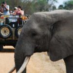Dar es Salaam: Mikumi National Park Day Trip with Train Ride - Transfer and Drive to Mikumi National Park