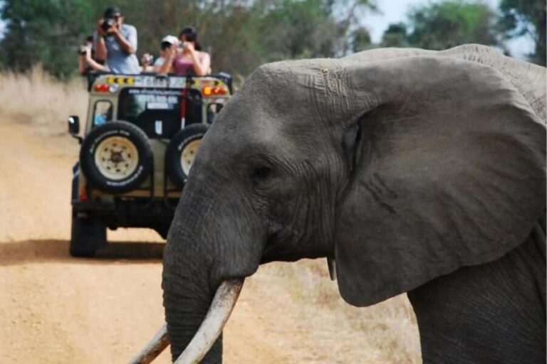Dar es Salaam: Mikumi National Park Day Trip with Train Ride - Transfer and Drive to Mikumi National Park