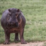 Dar es Salaam: Nyerere National Park 2-Day Camping Safari - Who This Safari is Perfect For