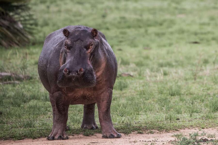 Dar es Salaam: Nyerere National Park 2-Day Camping Safari - Who This Safari is Perfect For
