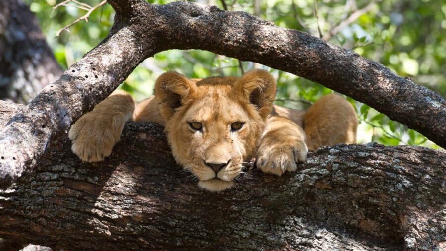Dar es Salaam: Saadani National Park Day Trip - The Sum Up