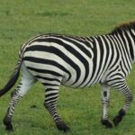 Dar es Salaam: Selous and Mikumi National Park 6-Day Tour - Transportation, Accommodation, and Practicalities