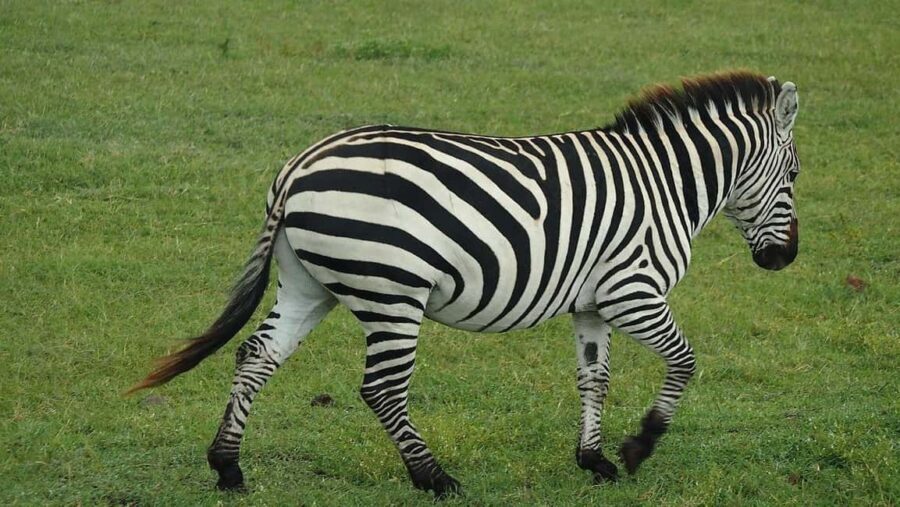 Dar es Salaam: Selous and Mikumi National Park 6-Day Tour - Transportation, Accommodation, and Practicalities