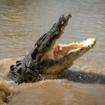 Darwin: Adelaide River Cruises, Jumping Crocodile Experience - Why This Tour Offers Great Value