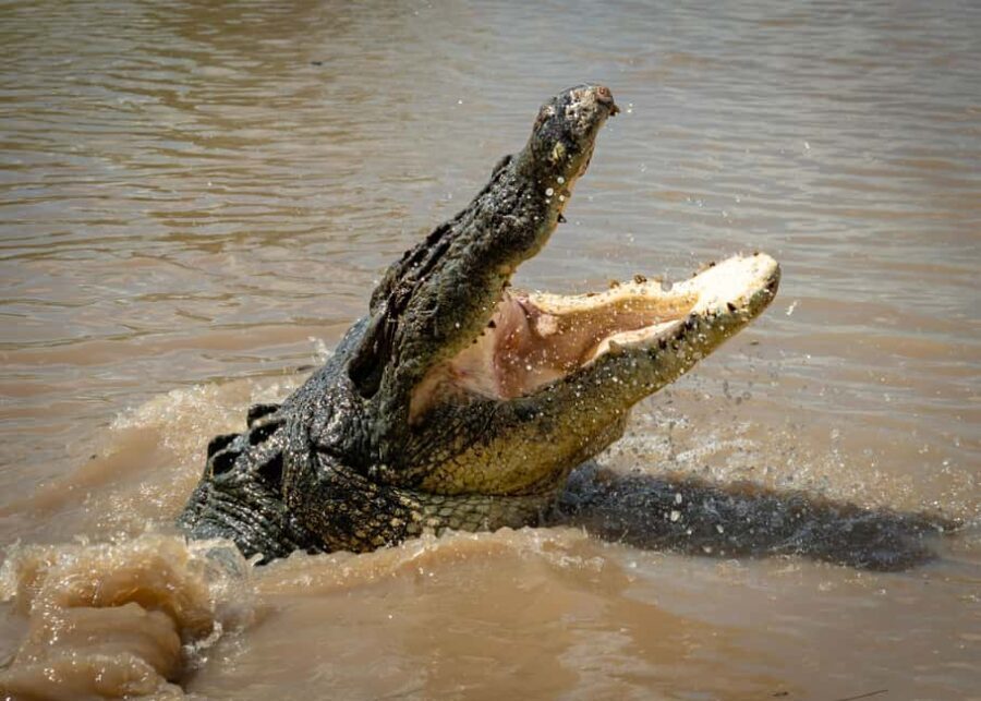 Darwin: Adelaide River Cruises, Jumping Crocodile Experience - Why This Tour Offers Great Value