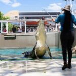 Darwin: Crocosaurus Cove and RFDS Entry - Discovering Darwin’s Heroic Past with RFDS