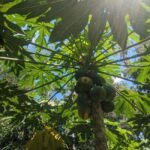 Darwin: Forage for an Outback Gourmet Feast & Sightseeing - Pricing and Value