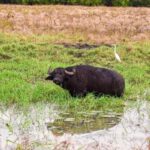 Darwin: Jumping Crocodile Adventure Cruise with Lunch - Scenic Stops and Cultural Highlights