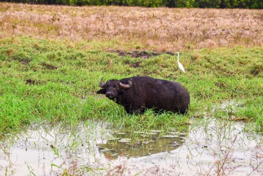 Darwin: Jumping Crocodile Adventure Cruise with Lunch - Scenic Stops and Cultural Highlights