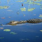Darwin: Kakadu National Park Day Trip - Transport, Timing, and Practicalities