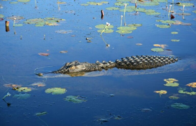 Darwin: Kakadu National Park Day Trip - Transport, Timing, and Practicalities