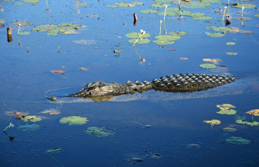 Darwin: Kakadu National Park Day Trip - Transport, Timing, and Practicalities