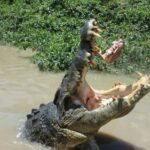 Darwin: Litchfield, Crocodile Cruise and Sunset Tour - Final Thoughts: Is This Tour Right for You?