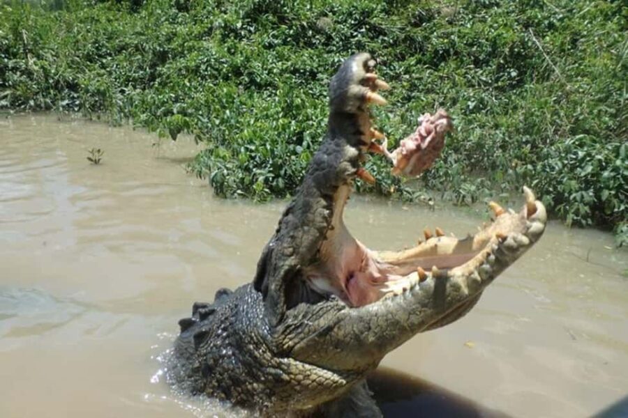 Darwin: Litchfield, Crocodile Cruise and Sunset Tour - Final Thoughts: Is This Tour Right for You?
