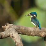 Darwin: Mary River Wetlands Wildlife Cruise with Lunch - Practical Tips & Considerations
