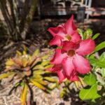 Darwin: Tropical Gardens, Outback Gourmet Meal & Sightseeing - The Practicalities: Transport, Group Size, and Pricing