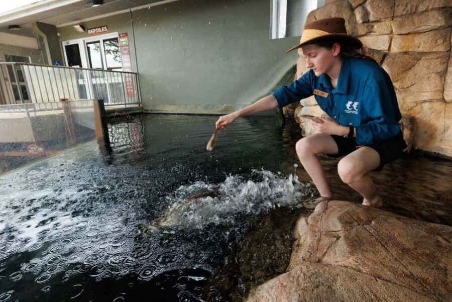 Darwin: Whipray Encounter with Entry to Crocosaurus Cove - The Value of This Experience