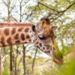 David Sheldrick wildlife Trust and Giraffe Center - FAQ