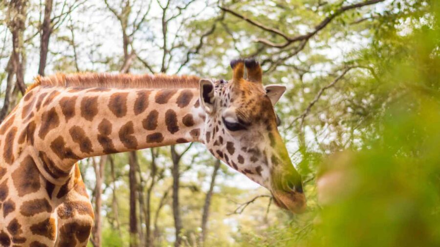 David Sheldrick wildlife Trust and Giraffe Center - FAQ