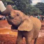 David Sheldrick Wildlife Trust & Giraffe Center - Who Should Book This Tour?