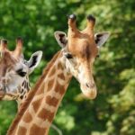 David Sheldrick Wildlife Trust & Giraffe Center with Lunch - Final Thoughts