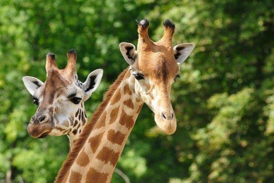 David Sheldrick Wildlife Trust & Giraffe Center with Lunch - Final Thoughts
